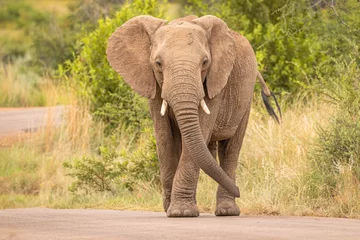 Rolgordijnen Een olifant in beweging en lopend naar de camera, Pilanesberg National Park, Zuid-Afrika. © Gunter