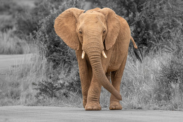 Fototapeta na wymiar An elephant on the move and walking towards the camera, Pilanesberg National Park, South Africa.
