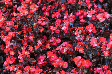 Brightly pink bushes of begonias grew like a carpet on a flower bed.