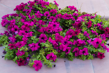 Fototapeta na wymiar Large bush of petunias with beautiful bright pink flowers