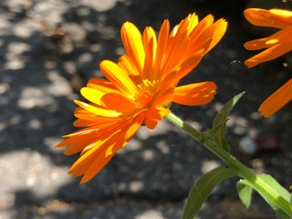 orange flower in garden