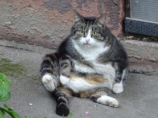 fat cat