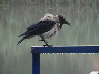 crow on a fence