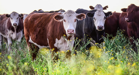 Dairy cow in Pampas countryside,Patagonia,Argentina