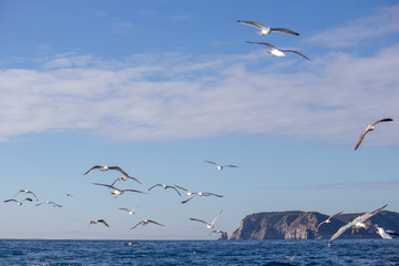 Fototapeta na wymiar Seagulls over the sea