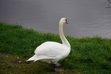 swan on lake