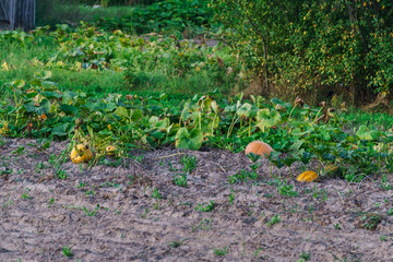 Pumpkins scattered on the field at an eco farm.