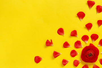 Red flowers and petals on a yellow background