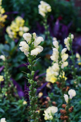 Yellow snapdragon flowers on a flowerbed in the garden.