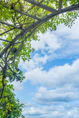 metal pergola with plant and sky