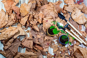 gardening tools and pots, on dry leaves