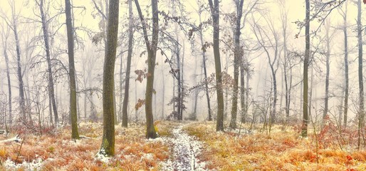 Forest covered with glaze ice,snow and rime during foggy conditions. Oak trees, woodland, winter landscape. Can be used as christmas image. Panoramic image.  .