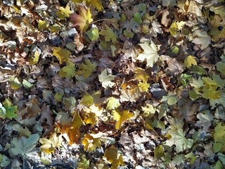 Sunbeam on fallen leaves. Dry leaf on the ground. leaves cover the surface. Beautiful nature color from green