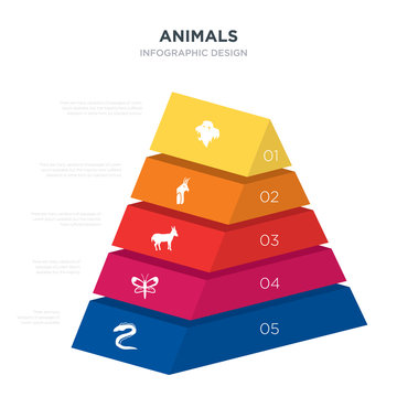 animals concept 3d pyramid chart infographics design included moray, moth, musk, nymphicus hollandicus, orangutan, _icon6_, _icon7_, _icon8_ icons