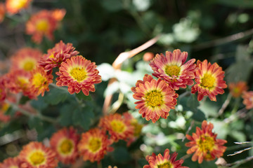 가을의 마지막을 알리는 국화