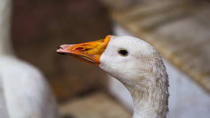 close up shot of a white goose