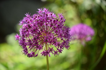 Fototapeta premium Purple flower in the garden