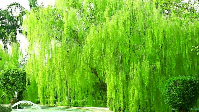 weeping willow tree and fountain and light green leaves wall swing by wind in the park