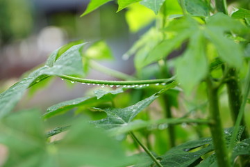 Young Leaves of Cnidoscolus aconitifolius or chaya plants and blur bud flower on nature background.