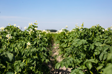 Fototapeta na wymiar Blooming potato bushes on cultivated field. A farmland on a beautiful sunny day.
