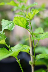 Taken at the top of the green mulberry tree Part shoot Use as a natural background