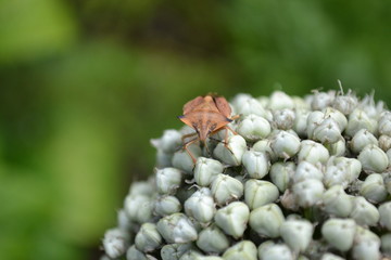 drinking bug on onion plant