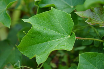 green leaf with drops of water Is a Thai herb