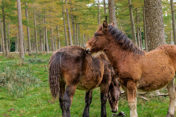 Naklejka na ściany i meble wild horses grazing in a green meadow, in the Basque country