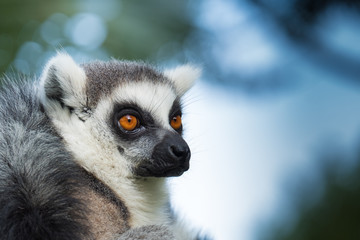 Madagascar lemur close-up