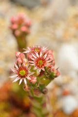 Bl&uuml;te des Hauswurzes	