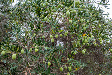 Closeup view of fresh green olives growing outdoor in olive garden in Greece. Horizontal color...