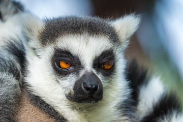 Madagascar lemur close-up (Lemur catta)