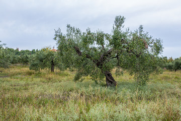 Fresh green olive trees growing outdoor in olive garden in Greece. Horizontal color photography.