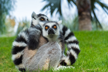 Two Madakascar lemurs closeup (Lemur catta)