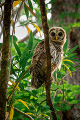 owl in tree during day