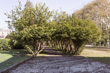 A shady tree lined avenue is located on the Dadiani Palace - the residence of an ancient family of Megrelian princes in Zugdidi city in Georgia
