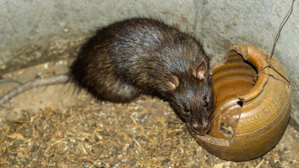 Wild or field rats is the language that Thailand people call Which be used to make food, And now this type of rat is difficult to find,  People therefore to spread a breed this type is a career