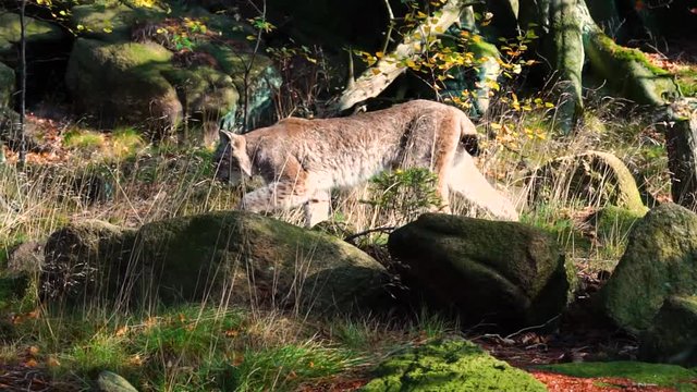 Lynx walking behind a tre