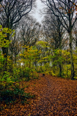 Fototapeta premium autumn in the park