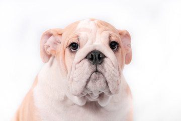 Puppy breed English bulldog on a white background. Isolate.