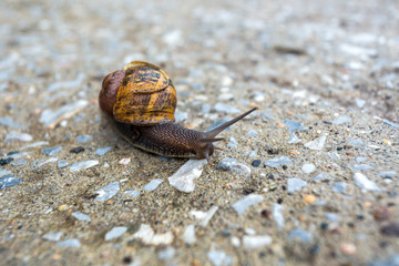 Closeup view of big wild snail sliding in garden outdoor. Horizontal color photography.