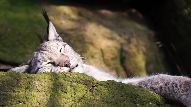 Sleepy lynx resting on rocks very cute 50FPS