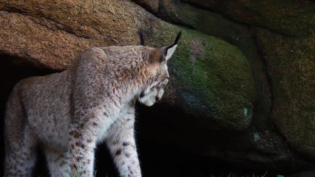 Lynx grooms and walks into a cave