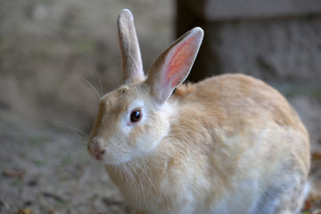 European rabbit, on the island of Ohkunoshima in Hiroshima Prefecture. Japan