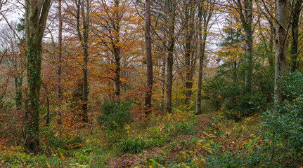 Obraz premium autumnal woodland with beech trees 
