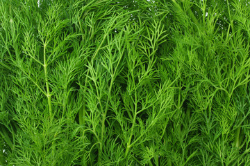 fresh green dill background. fresh green dill texture. top view