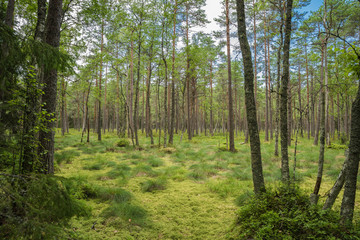 Fototapeta na wymiar Beautiful pine forest in Lahemaa national park; Estonia