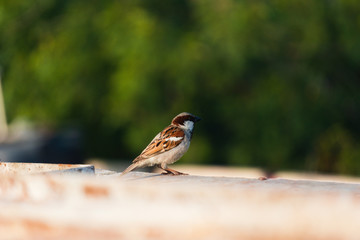 Sparrow on wall