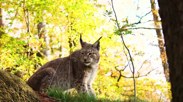 Lynx in forest