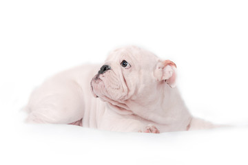 Puppy breed English bulldog on a white background. Isolate.